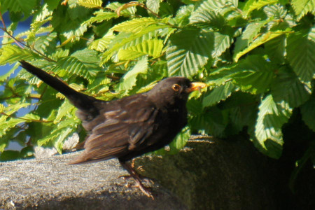 amsel mit wurm vor abflug