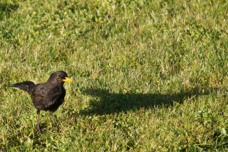 amsel schatten im gras