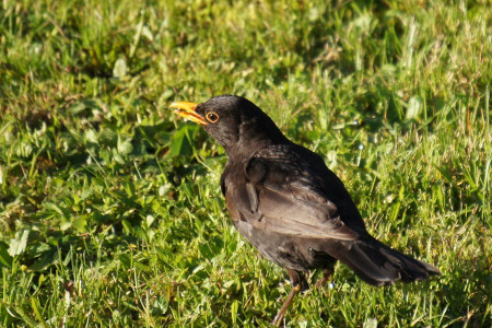 amsel zerzaust