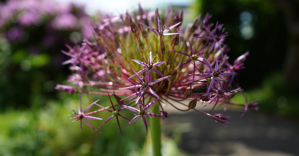 Allium Blume Original