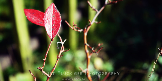 mini-baum vor gartenzaun952