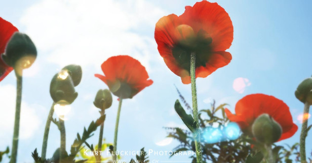 mohnblume mit bokeh Effekt