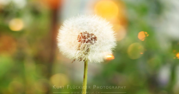 pusteblume mit bokeh Effekt