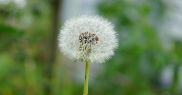 pusteblume ori