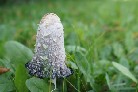 tintling einzeln lamellen