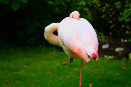 flamingo roofgardens london1