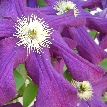 clematis 2