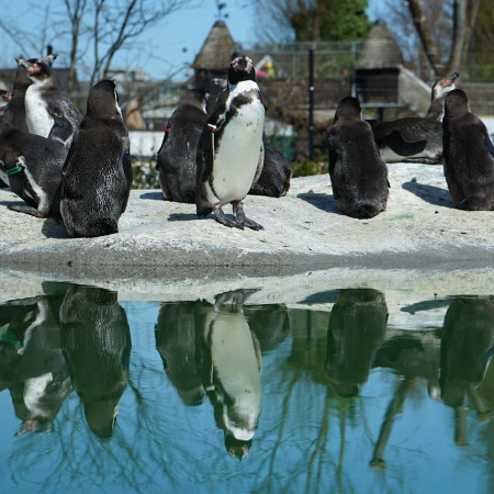 kinderzoo rapperswil lars 15