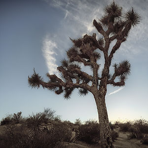 Der Joshua Tree 