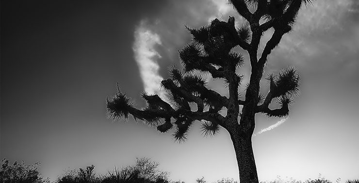 Der Joshua Tree 