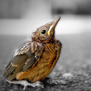 Beitrag über das kleine Amseljunge von Kurt Flückiger Photography