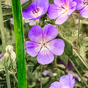 image from blarney garden corkcounty by kfphotography