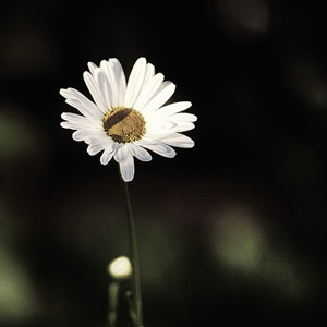image from Margeriten Blume by kfphotography