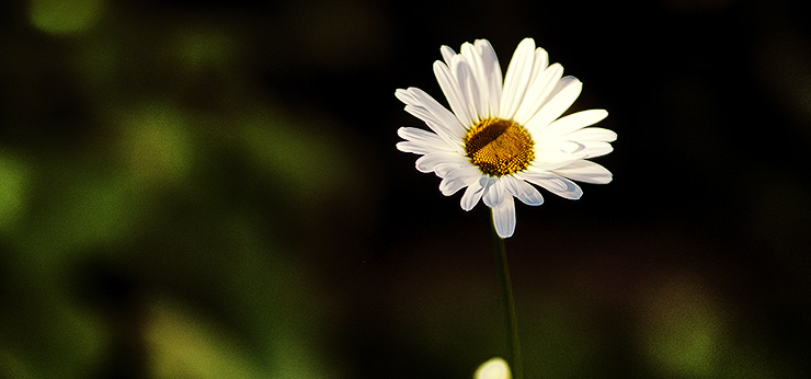image from Daisies flowers by kfphotography
