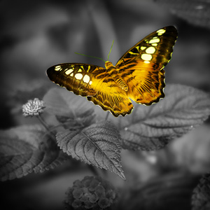 image from grape hyacinth by kfphotography