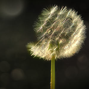 image from Dandelion flowers by kfphotography