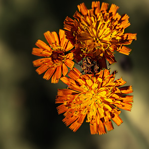 image from Margeriten Blume by kfphotography