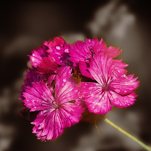 image from Margeriten Blume by kfphotography