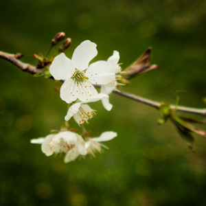 image from cherryblossom by kfphotography