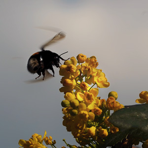 image from bumblebee by kfphotography