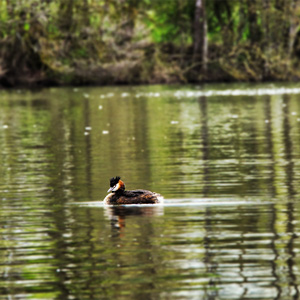 image from great crested grebe by kfphotography