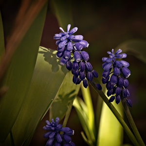 image from grape hyacinth by kfphotography