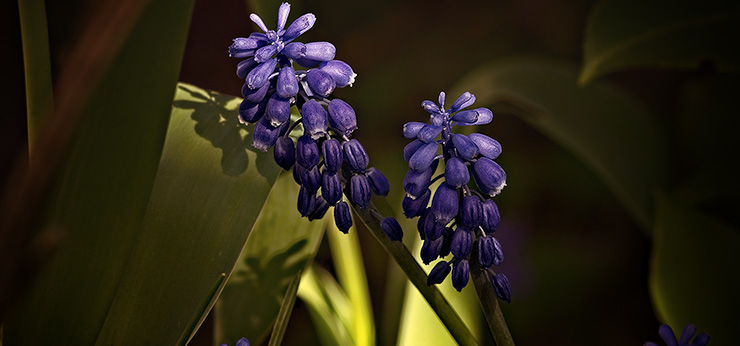 image from grape hyacinth by kfphotography