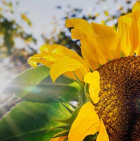 Sonneblume gegen das Sonnenlicht fotografiert