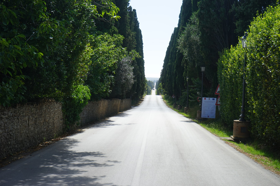 alleenachbolgheri